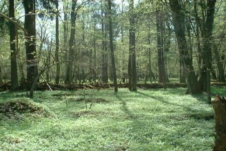 Parcul National Bialowieza, Polonia 